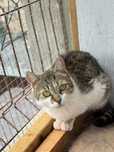 Mija i Florek do adopcji razem lub osobno szukaja domow