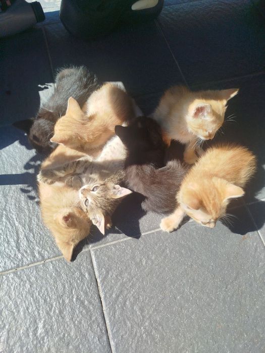 Котики руді і киці. Кошенята.