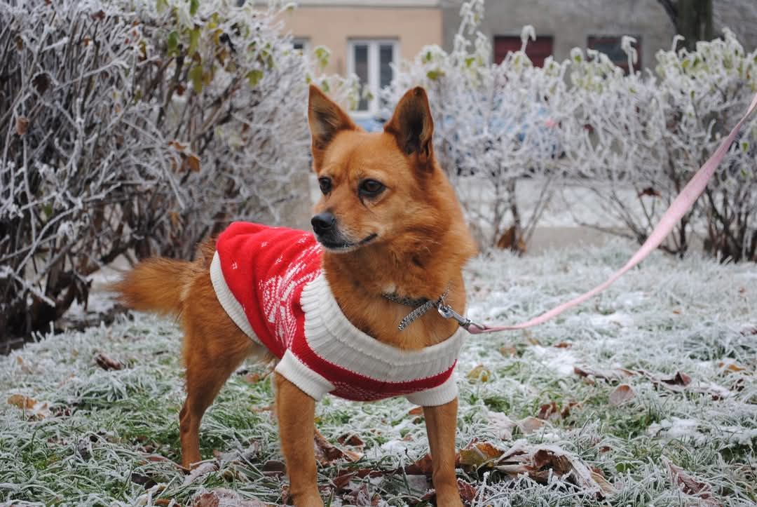 Niepepnosprawna Abby do adopcji