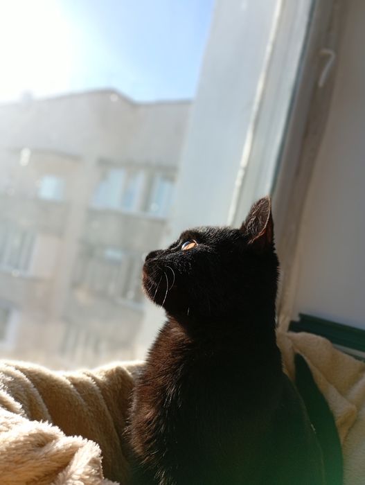 Шукаю власника кота