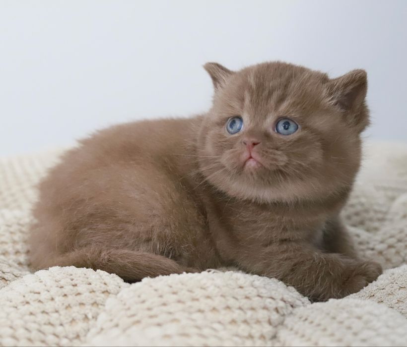 Macho British  Shorthair Chocolate