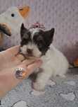 Suczka malutkich rozmiaròw Yorkshire Terrier Biro