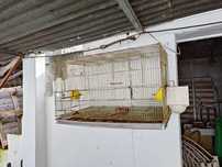 Gaiolas de criação de aves