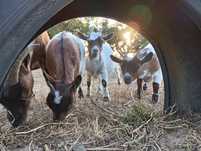 Cabras anãs bebés