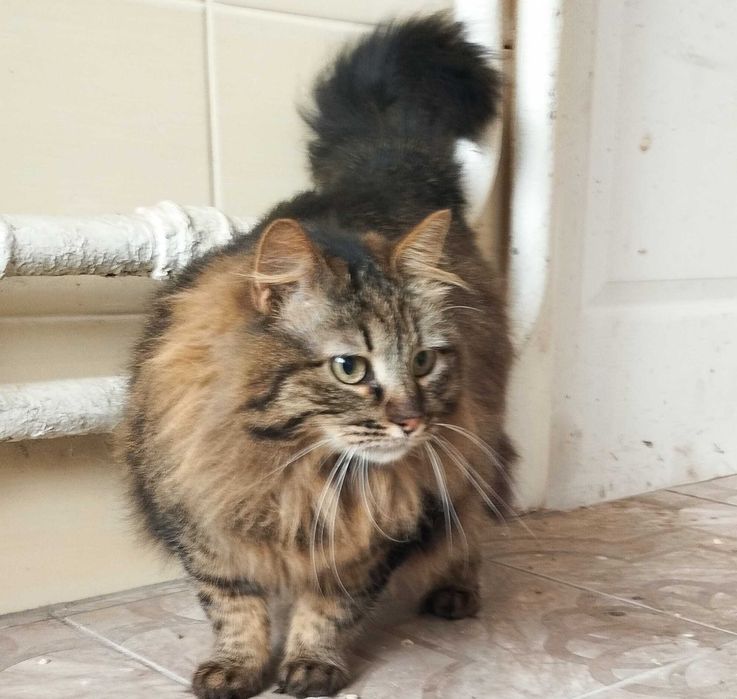 Стерилізована киця шукає дім