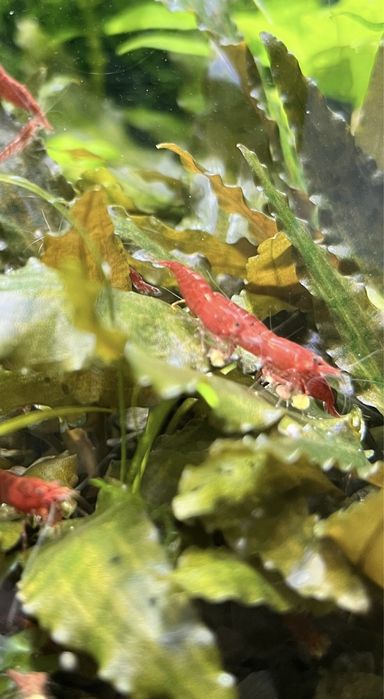 Креветки, рибки, мох печінковий, річія