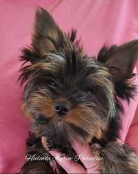 Yorkshire Terrier suczka Black tan york