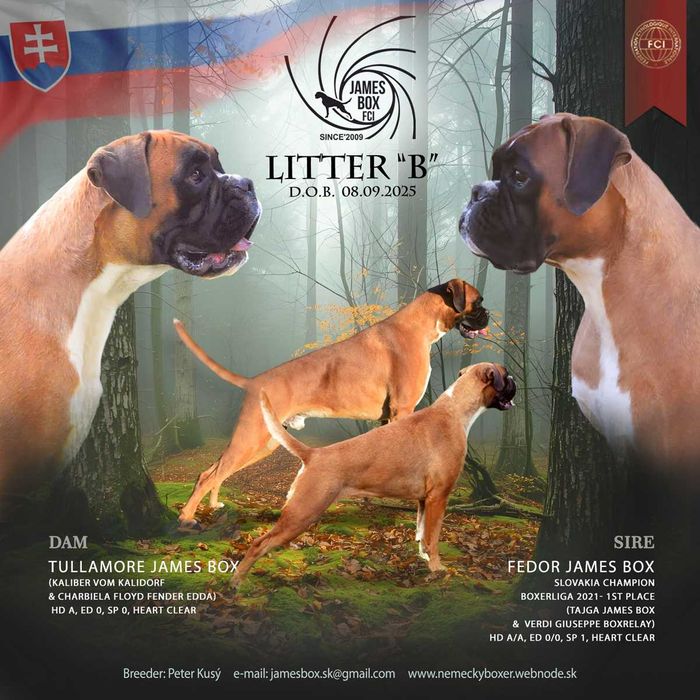 BOKSER- biały piesek z rodowodem FCI