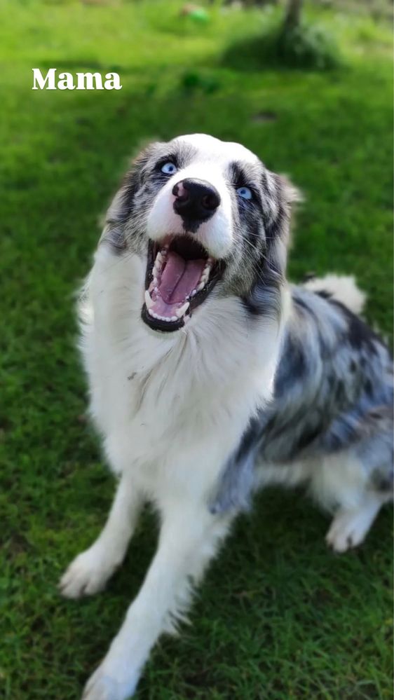 Piesek Border Collie