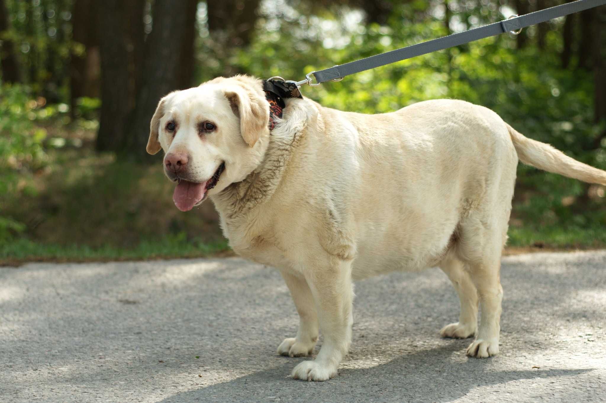 Hero - wspaniały pies w typie labradora do pilnej adopcji