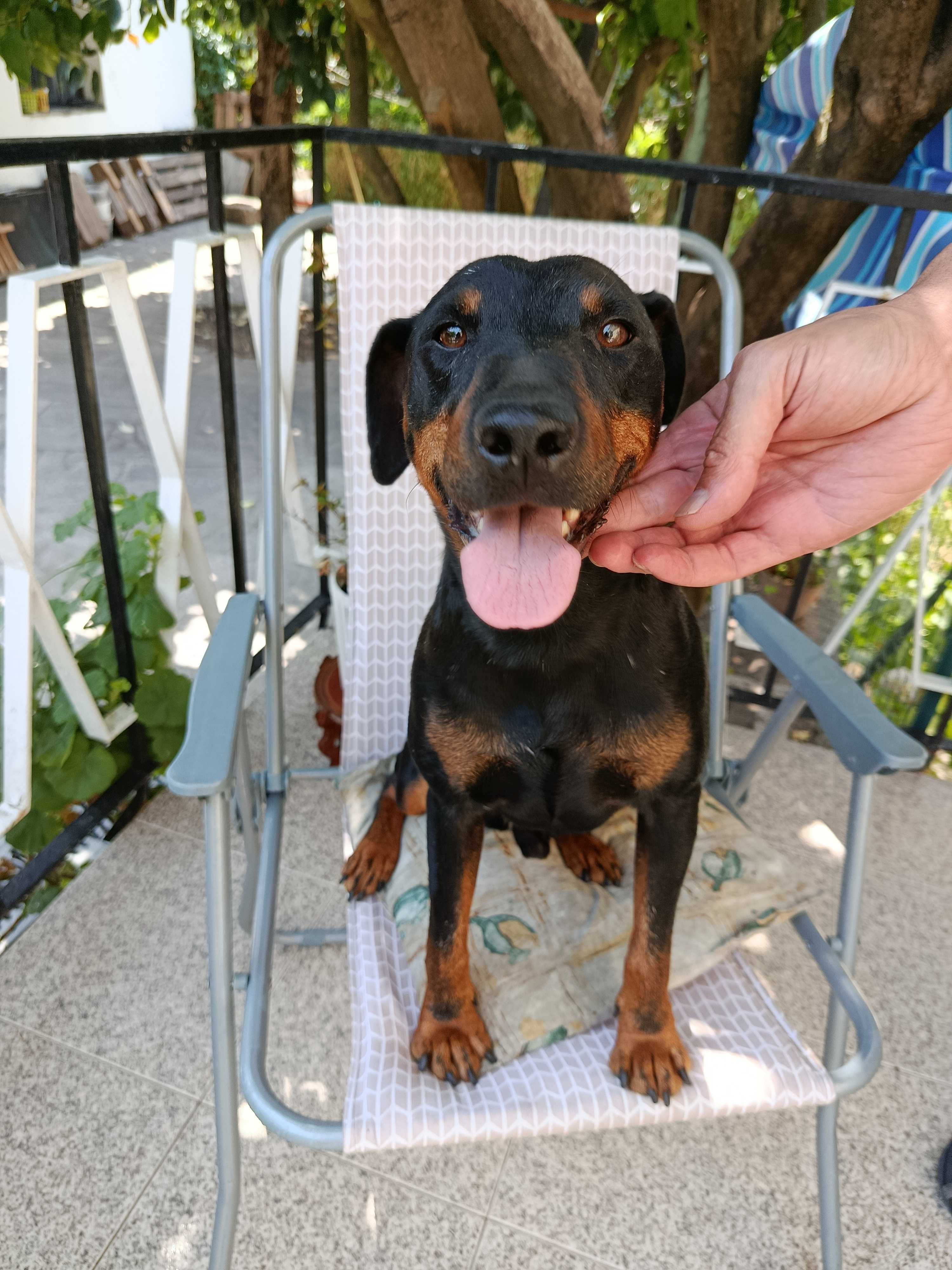 Cachorro Jagd Terrier