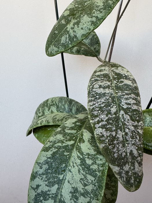 Хойя / Hoya Rintzii from Borneo with silver spotted