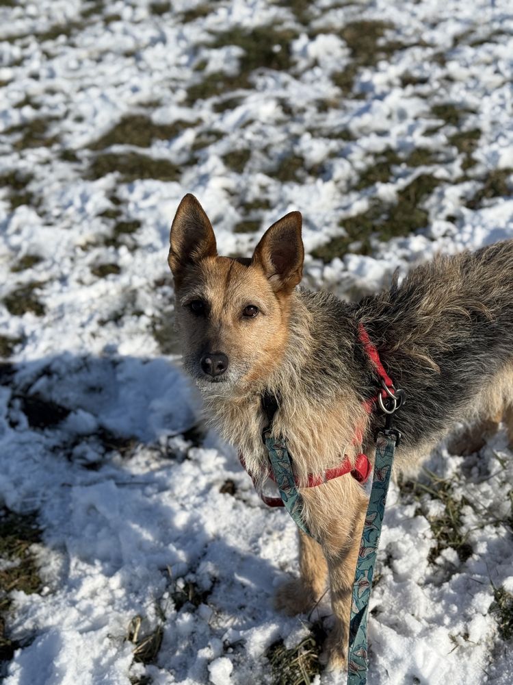 Maja - nieśmiała sunia w typie terriera do adopcji
