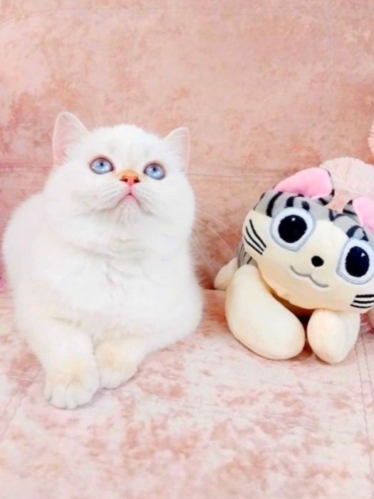 Чарівна дівчинка Біленька куколка