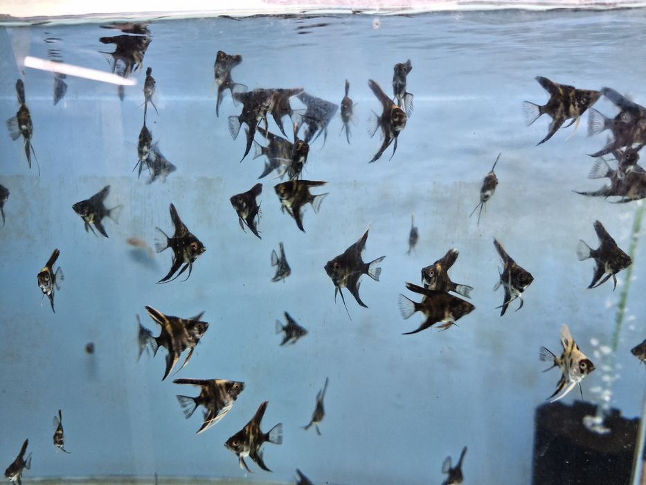 Escalares black marble