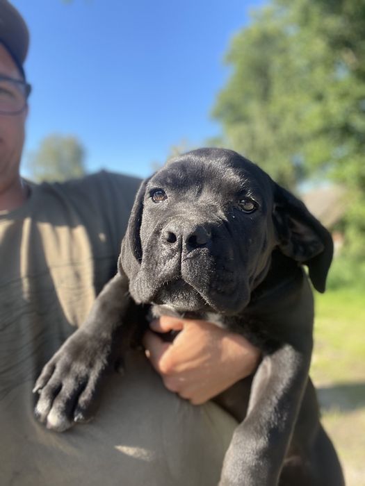 Cane Corso czarna suczka gotowa do odbioru