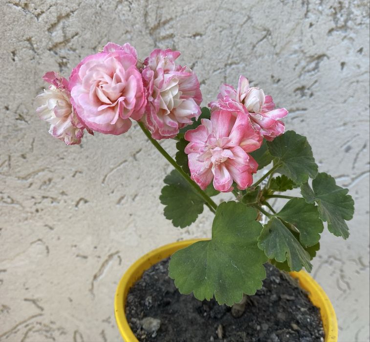 Пеларгонія з цвітом Fhishers applebossom, Pink Tarantula