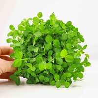 Microgreens de Ervilha, Dunn