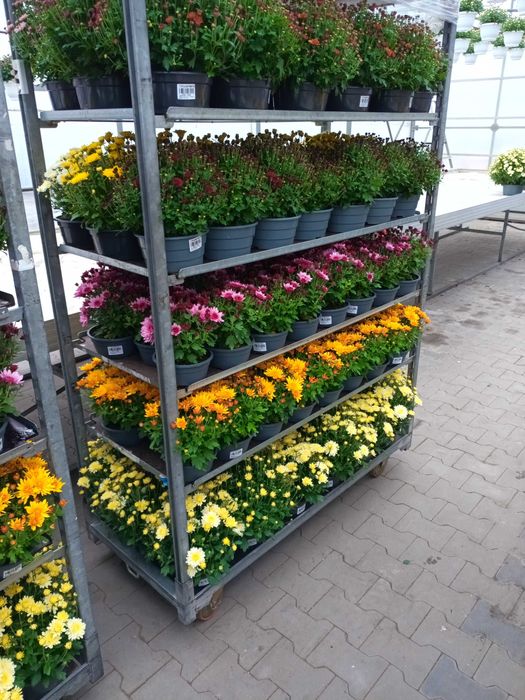 Chryzantemy od producenta