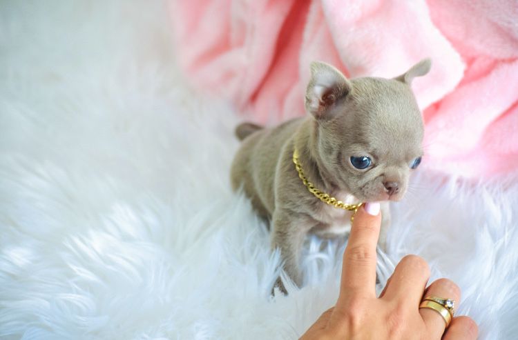 Cudne Mini XXS Liliowe Chihuahua Wyjątkowa Uroda Odbiór na Święta