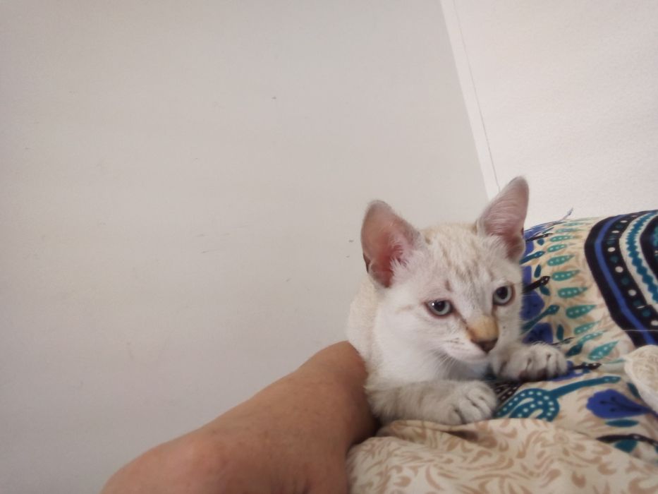 Gatinhos para adoção