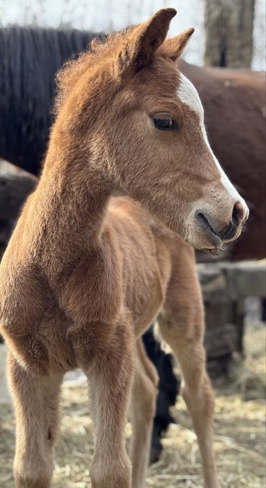 Ogier kon  kasztan malowany  wysoki 140