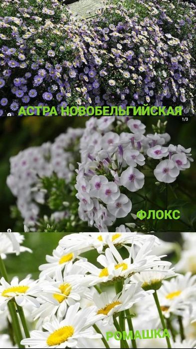 ХРИЗАНТЕМА,Лилия,Ромашка,Эхинацея.Ирис,БИРЮЧИНА,САМШИТ,Спирея