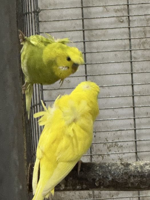 Periquitos Hagoromo e Normais
