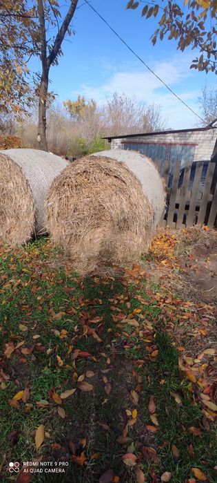 Солома в тюках урожай 2025 року.