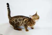 Oddam do adopcji Kot bengalski - Kotka 10-mc - Szczegóły w opisie