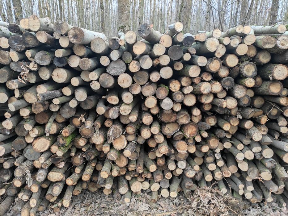 Drewno opałowe liściaste dąb/buk/brzoza