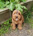 Cockapoo. Chłopczyk Kaspar. Hybryda. Cocker Spaniel Angielski/ pudel m