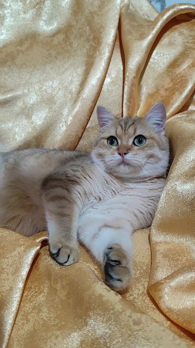 Милий котик золота шиншила хлопчик дівчинка