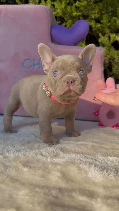 Buldog Francuski dziewczynka New shade Isabella
