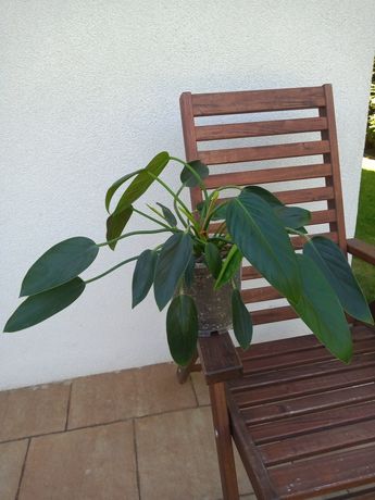 Philodendron filodendron