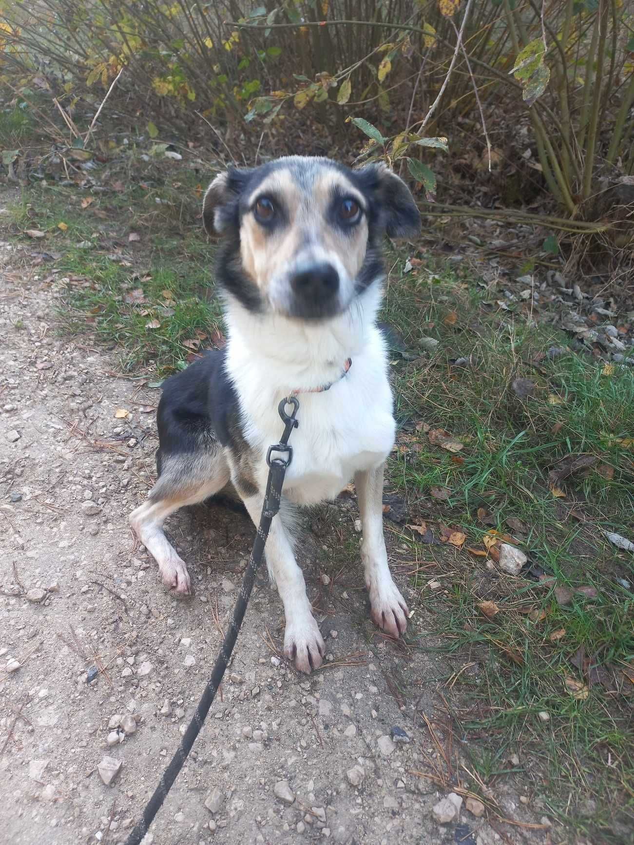 Ważniak-ŁAGODNY do dzieci, GRZECZNY, średni (20kg)- do domu z ogrodem