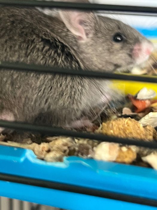 Myszki urodzone 3.10.2025