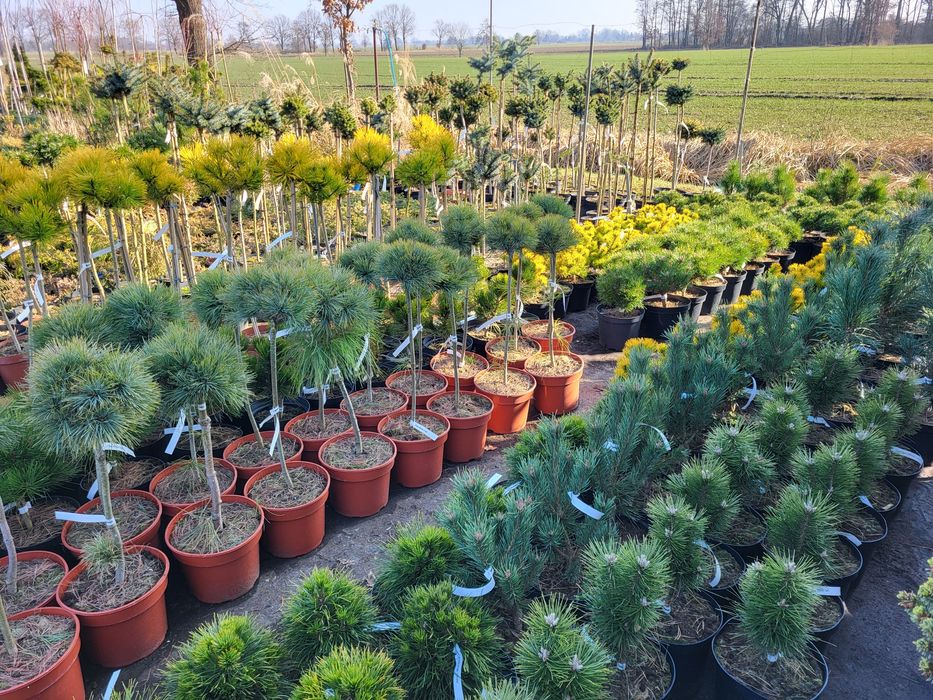 Zbiornik 1000l , mauzer, pojemnik na wodę, zbiorniki Do MORSOWANIA