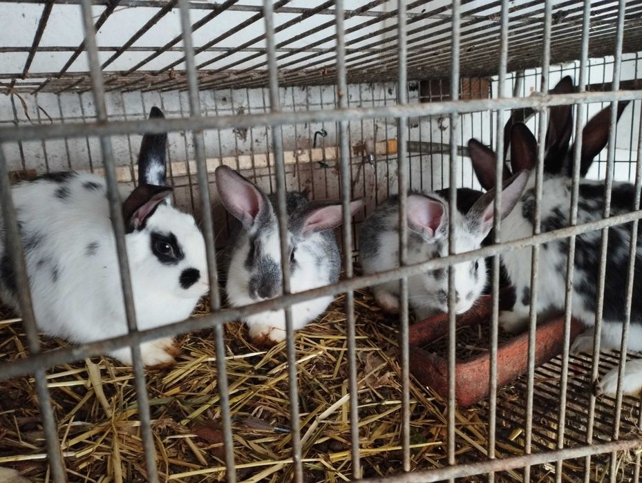 GALOS, GALINHAS, PATOS E COELHOS