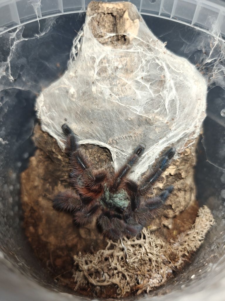 C. versicolor 3/3.5DC Samiczka