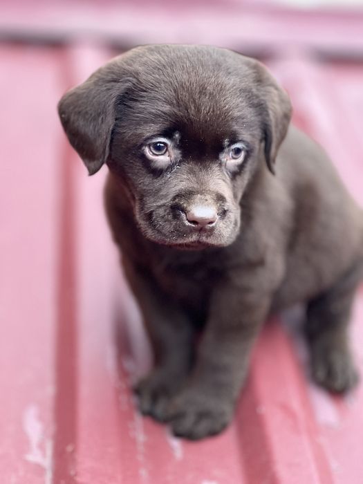 Лабрадор ретрівер