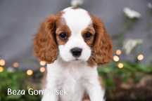 Cavalier King Charles Spaniel Blenheim