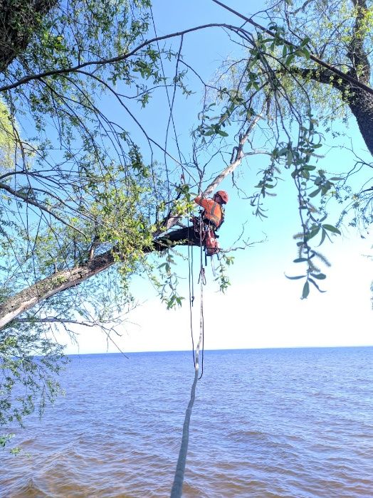 Видалити дерево удалить зрізати обрізка  кронувати спилить видалення