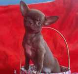 Mini czekoladowa dziewczynka chihuahua. Rodowod FCI