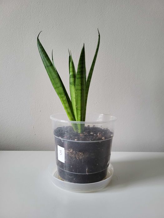 Sansevieria Comet Green Parrot    [nr 3]