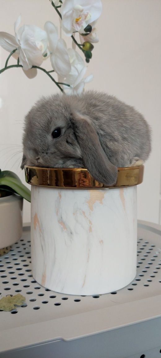 Mini Lop królik gotowe do odbioru