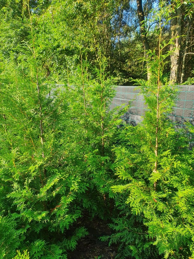 Promocja Thuja Brabant 170-200 cm tuja 2m Aureospicata