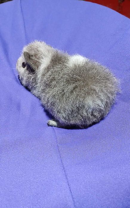 Морська свинка,  американська Тедді