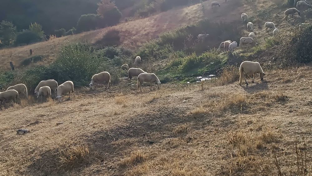 Vendo Rebanho de Ovelhas