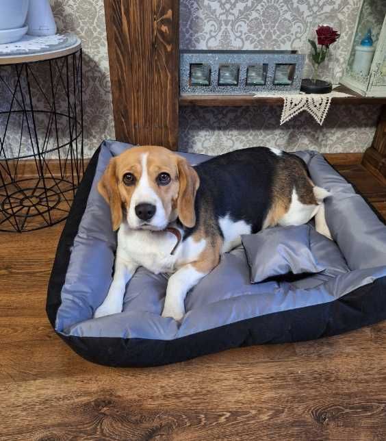 Legowisko dla Psa Posłanie Kanapa Kojec Wodoodporne 75x65 cm